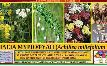 Αχίλλεια χιλιόφυλη (Αchillea millefolium) – (Ιστορία -Διατροφικά οφέλη , χημική σύνθεση – Ιατροφαρμακευτικές ιδιότητες ) – του Σταύρου Π. Καπλάνογλου Γεωπόνου