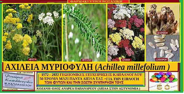 Αχίλλεια χιλιόφυλη (Αchillea millefolium) – (Ιστορία -Διατροφικά οφέλη , χημική σύνθεση – Ιατροφαρμακευτικές ιδιότητες ) – του Σταύρου Π. Καπλάνογλου Γεωπόνου