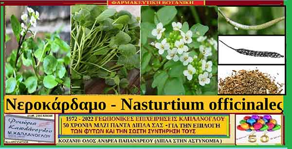 Νεροκάρδαμο – Nasturtium officinaleςΙστορία -Διατροφικά οφέλη -Ιατροφαρμακευτικές ιδιότητες – του Σταύρου Π .Καπλάνογλου Γεωπόνου