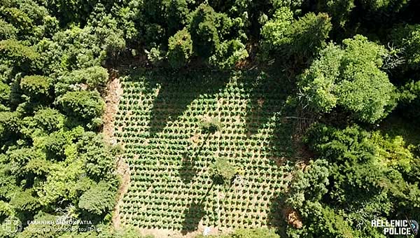 Φυτεία 40 στρεμμάτων δενδρυλλίων κάνναβης στον Όλυμπο