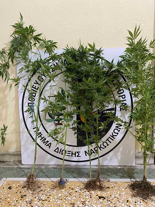 Συνελήφθη 49χρονος για καλλιέργεια 5 δενδρυλλίων κάνναβης στην Καστοριά