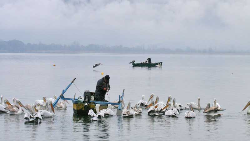 Καστοριά: Η λίμνη με τα 240 είδη πτηνών – Πώς η ανθρώπινη παρέμβαση καταστρέφει το οικοσύστημα