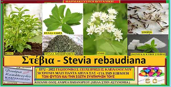 Στέβια – Stevia rebaudiana – Διατροφικά οφέλη & ιατροφαρμακευτικές ιδιότητες – Σταύρου Π. Καπλάνογλου Γεωπόνου