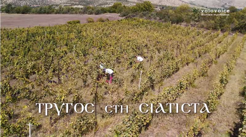 Τρύγος στην Σιάτιστα στον αμπελώνα “Δυο Φίλοι”