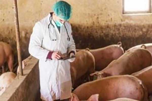 Ενίσχυση της επιτήρησης για την αφρικανική πανώλη των χοίρων και την λύσσα στην Π.Ε. Καστοριάς