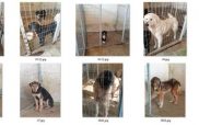 Μετά από 4 χρόνια ο Δήμος Κοζάνης παραλαμβάνει το έργο βελτίωσης καταφυγίου αδέσποτων ζώων -Βρίσκεται σε καλή κατάσταση;