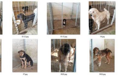Μετά από 4 χρόνια ο Δήμος Κοζάνης παραλαμβάνει το έργο βελτίωσης καταφυγίου αδέσποτων ζώων -Βρίσκεται σε καλή κατάσταση;