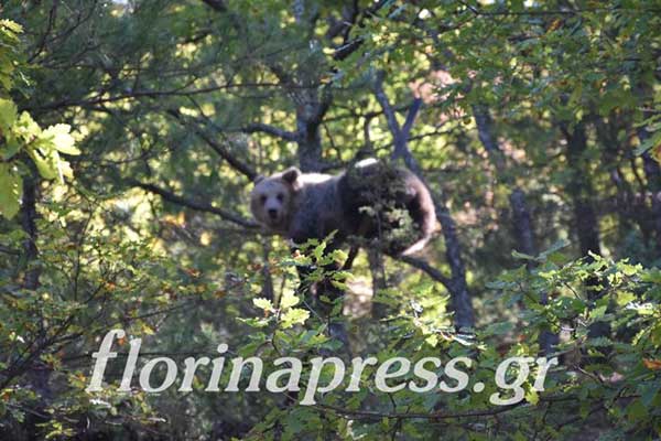 Διασώθηκε αρκούδα παγιδευμένη στο σύρμα της περίφραξης του εκτροφείου λόφου Αγίου Παντελεήμονα Φλώρινας