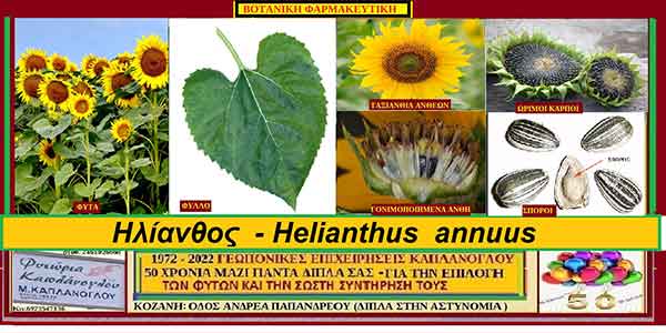 Ηλίανθος – Helianthus annuus – Ήλιος – Ηλίανθος ο ετήσιος – Helianthus – Sunflowers – του Σταύρου Π. Καπλάνογλου Γεωπόνου