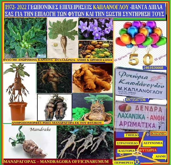 Μανδραγόρας – Mandragora officinarumum var.vernalis