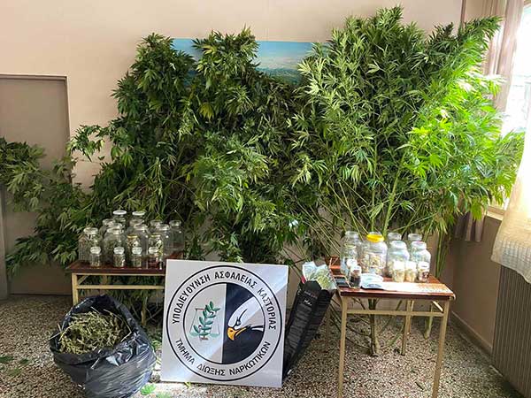 Συνελήφθη 59χρονος για καλλιέργεια δενδρυλλίων κάνναβης, σε περιοχή της Καστοριάς