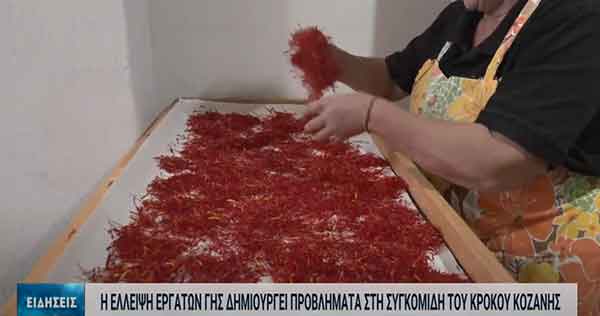 Ξεκινάει η συγκομιδή του κρόκου – Έλλειψη εργατών