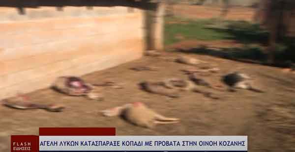 Αγέλη λύκων κατασπάραξε κοπάδι με πρόβατα στην Οινόη Κοζάνης