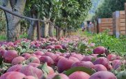 Η σφοδρή χαλαζόπτωση του Σαββάτου βύθισε στη θλίψη και την αγωνία και τους μηλοπαραγωγούς της Καστοριάς