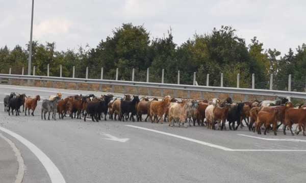 Ένα κοπάδι με 2.000 κατσίκια στα Γρεβενά