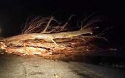 Έπεσε δέντρο στην Πολυκάρπη Καστοριάς εξαιτίας της κακοκαιρίας