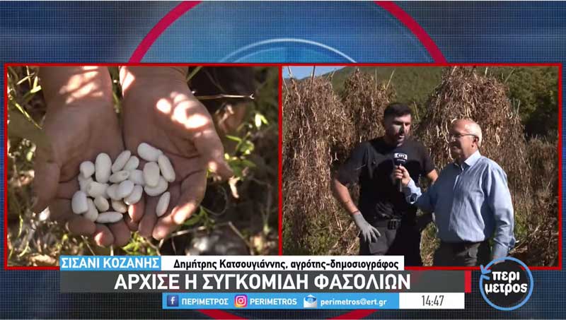 Ξεκίνησε το αλώνισμα των φασολιών στο Σισάνι -Ικανοποιητική η σοδειά