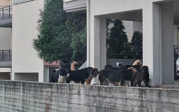 Συστάθηκε η τριμελής επιτροπή για την διαχείριση των αδέσποτων στο Δήμο Κοζάνης
