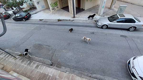 Αναφορά αναγνώστριας για τραυματισμό μαθητή από αδέσποτα πάνω από το 5ο Γυμνάσιο Κοζάνης