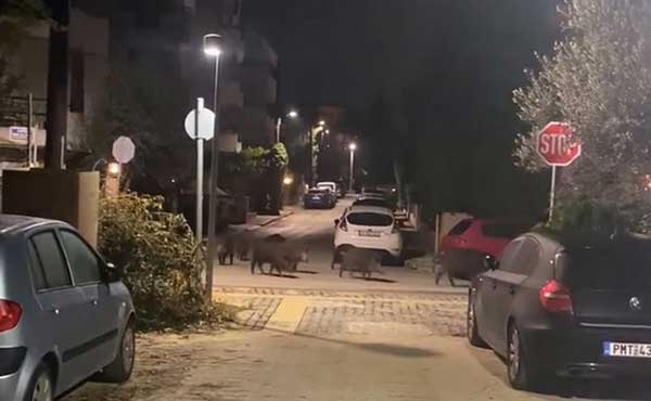 Θεσσαλονίκη: Κοπάδι επτά αγριόχοιρων περιφέρεται αμέριμνο σε γειτονιά της Πυλαίας