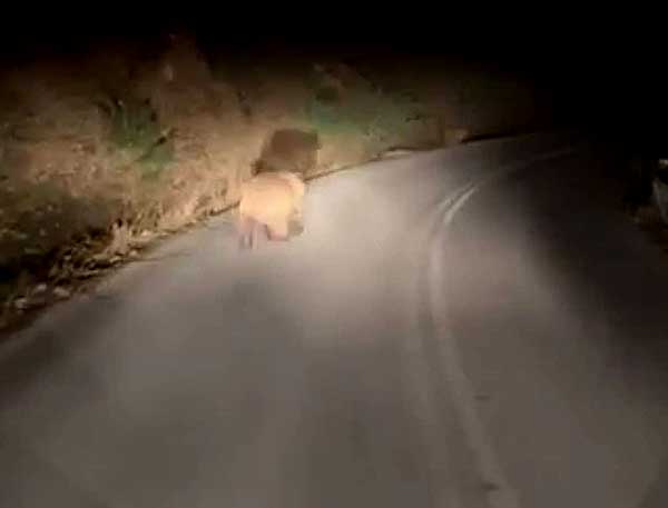 Ο Δήμος Βελβεντού για την εμφάνιση αρκούδας στο Παλαιογράτσανο