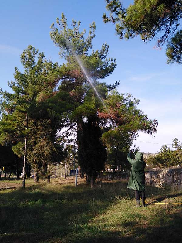 Εργασίες φυτοπροστασίας σε δένδρα στο Δήμο Κοζάνης