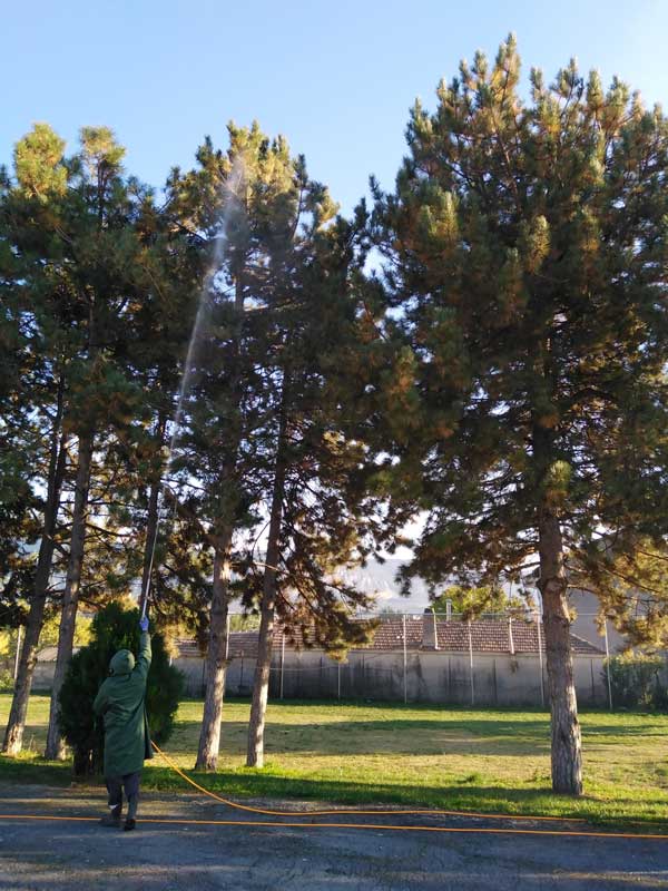 Εργασίες φυτοπροστασίας σε δένδρα στο Δήμο Κοζάνης σήμερα Τρίτη από 12:00 έως 18:00