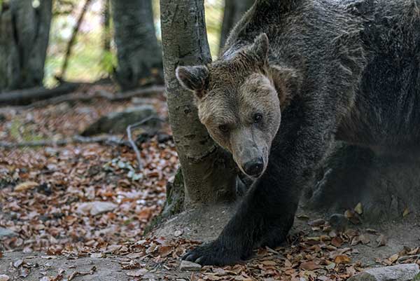Ο Γιωργάκης, ο… παππούς του Αρκτούρου, έφτασε αισίως τα 28 έτη και είναι πλέον ένας υπερήλικας αρκούδος