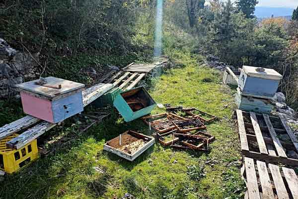 Αρκούδα κατέστρεψε κυψέλες στην Καστοριά