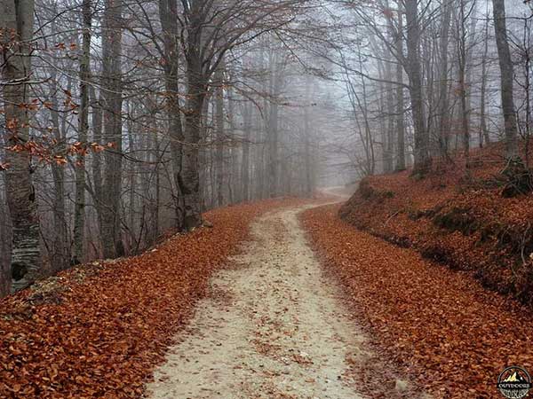 Οι όμορφες οξιές στα Πιέρια Όρη (Φωτογραφίες)!!!