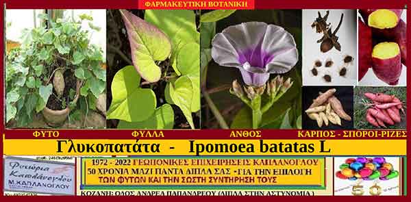 Γλυκοπατάτα – Ipomoea batatas L. – Ιστορία – Διατροφικά οφέλη – Ιατροφαρμακευτικές ιδιότητες – Προφυλάξεις –  του Σταύρου Π. Καπλάνογλου Γεωπόνου