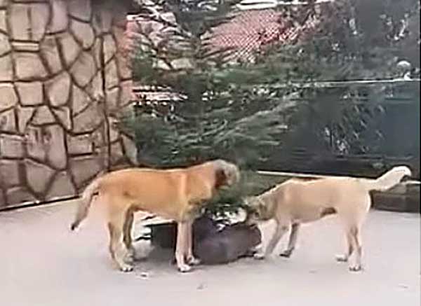 Τα αδέσποτα βρήκαν τροφή στην φάτνη