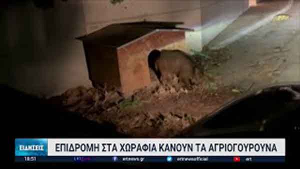 Πτολεμαΐδα: Αναστάτωση από αγέλες αγριογούρουνων