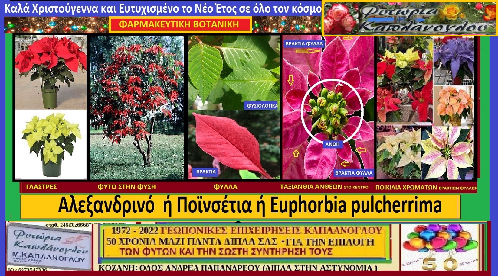 Αλεξανδρινό ή Ποϊνσέτια ή Euphorbia pulcherrima