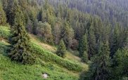 Διεθνής Ημέρα των Δασών: Οι εκδηλώσεις που θα γίνουν από τις Δασικές Υπηρεσίες Ηπείρου-Δυτικής Μακεδονίας