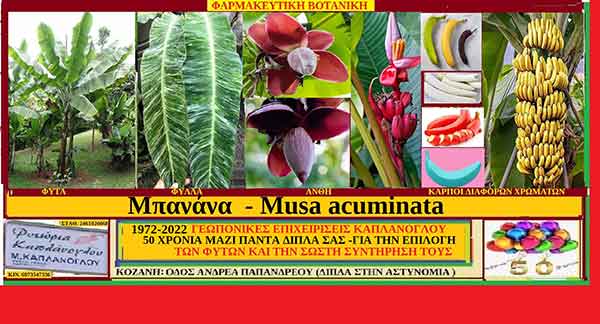 Μπανάνα – Επιστ. ονομασία Μusa acuminata ή Musa cavendishii (Ποικιλία επιδόρπιου Cavendish Bananas , Dwarf Cavendish Αφρικής ) – Του Σταύρου Π. Καπλάνογλου Γεωπόνου