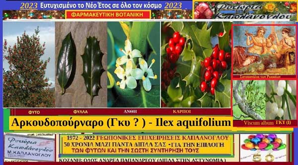Αρκουδοπούρναρο (Γκυ ?) – Ilex aquifolium: Ιστορία, βοτανικά χαρακτηριστικά, χημική σύνθεση, ιατροφαρμακευτικές ιδιότητες, προφυλάξεις