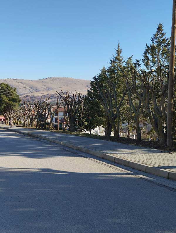 Ολοκληρώθηκαν οι εργασίες κλαδέματος και καλλωπισμού των δέντρων και των θάμνων στον κεντρικό δρόμο Νέας Χαραυγής