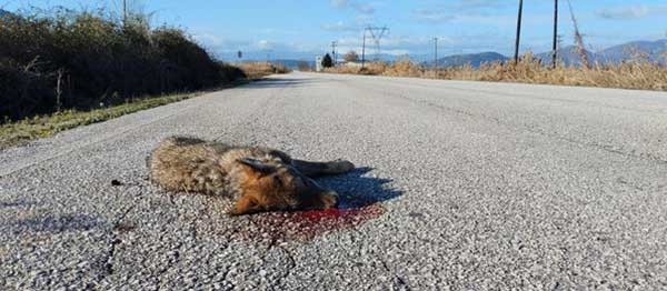 Λυκάκι θύμα τροχαίου στην Καστοριά