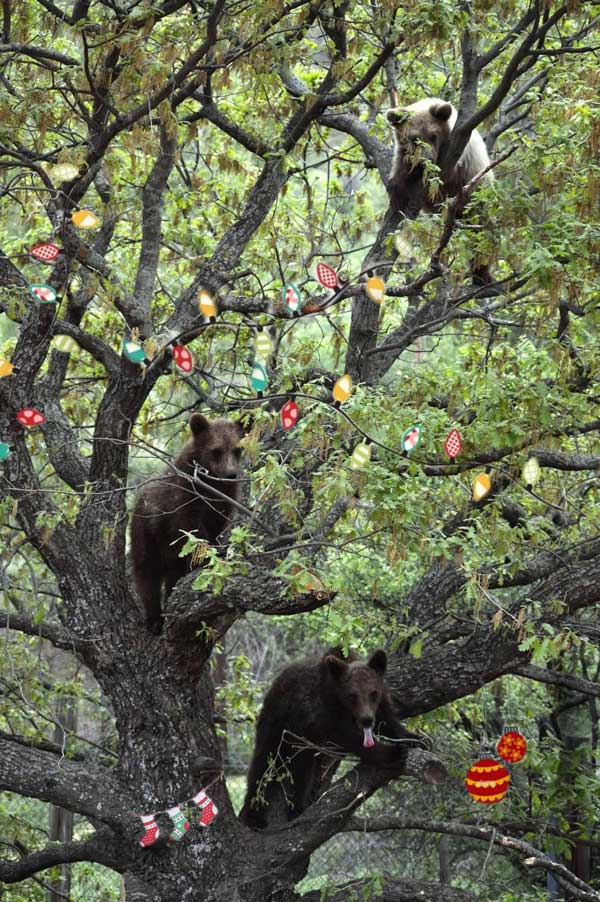 Αρκτούρος: Έτοιμο το χριστουγεννιάτικο δέντρο