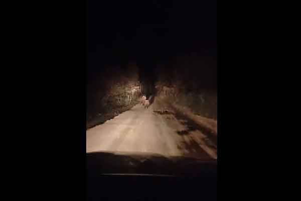 Καστοριά: Αρκούδες έξω από την Μεταμόρφωση