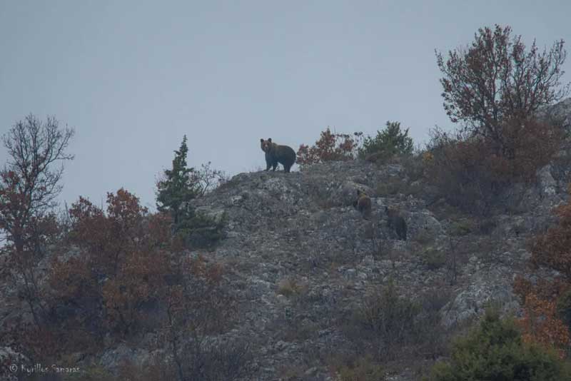 Καστοριά: Η αρκουδοοικογένεια τρόμαξε από την παρουσία του! (φωτο)