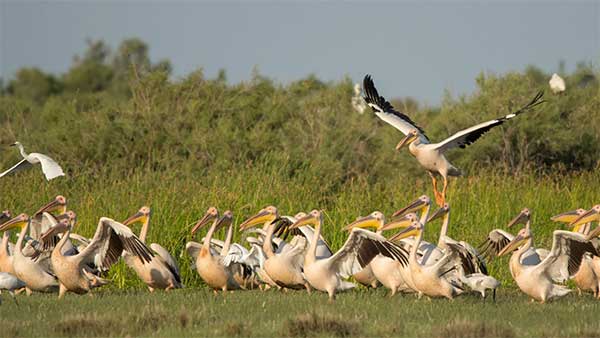 Birdwatching στην Ελλάδα: Οι τοπ προορισμοί για παρατήρηση πουλιών
