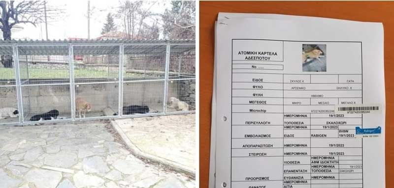 Δήμος Βοΐου: 100 στειρώσεις μέχρι σήμερα στο κτηνιατρείο Τσοτυλίου