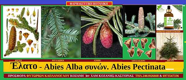 Έλατο : Ελάτη ή λευκό έλατο, – Abies Alba συνών. Abies Pectinata,  του Σταύρου Π. Καπλάνογλου Γεωπόνου