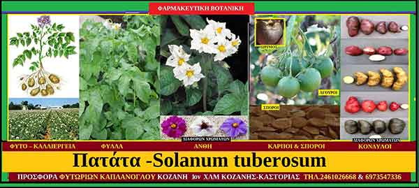 Πατάτα – Γεώμηλο -Solanum tuberosum – Ιστορία- Συστηματική κατάταξη – Διατροφικά οφέλη – Ιατροφαρμακευτικές ιδιότητες – Προφυλάξεις – του Σταύρου Π. Καπλάνογλου Γεωπόνου
