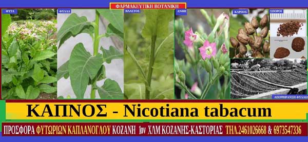 Καπνός – Nicotiana tabacum-Γράφει ο Σταύρος Π. Καπλάνογλου