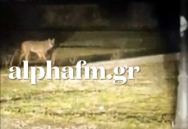 Λύκοι μέσα στην Κολοκυνθού Δήμου Καστοριάς