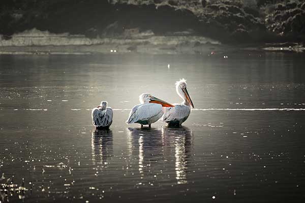 Ένα μικρό αφιέρωμα στους πελεκάνους της λίμνης Πολυφύτου μέσα από το φακό του Δημήτρη Βαβλιάρα