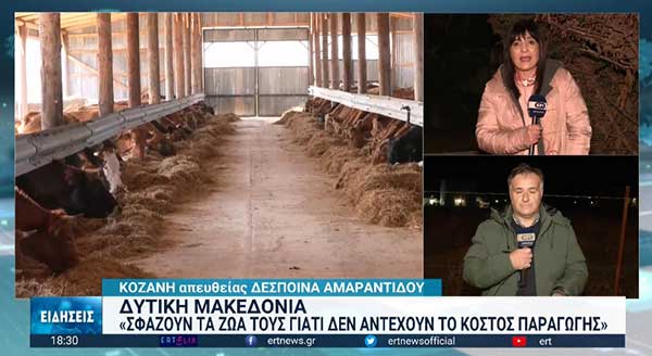 Τι αναφέρουν οι κτηνοτρόφοι της Σκήτης που μειώνουν το ζωικό τους κεφάλαιο-Σφάζονται ολόκληρα κοπάδια